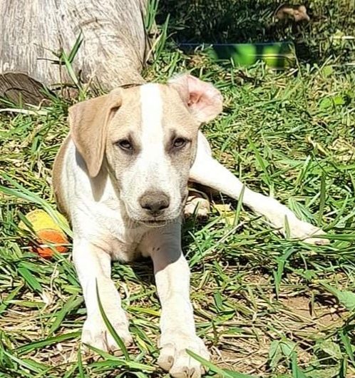 MALOU à l’adoption