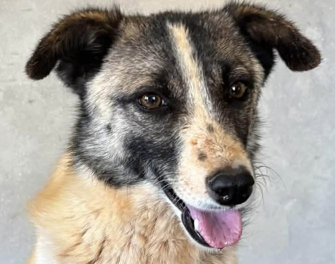 SNOOKIE à L&rsquo;ADOPTION