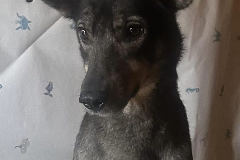 AÏNA à L&rsquo;ADOPTION