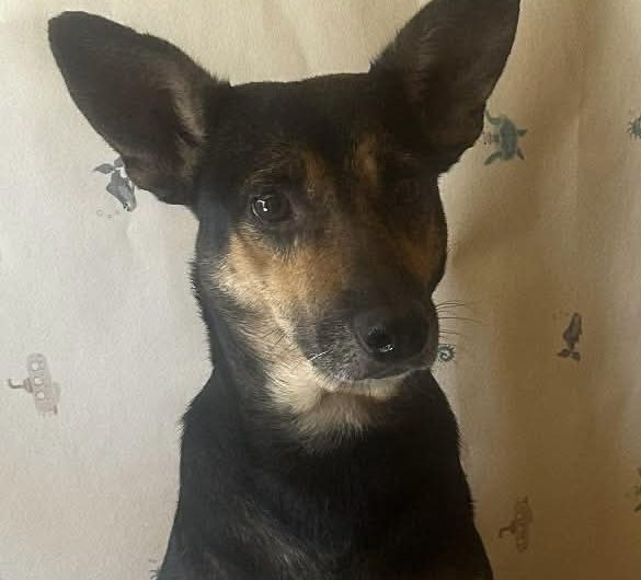 ISKA à L&rsquo;ADOPTION