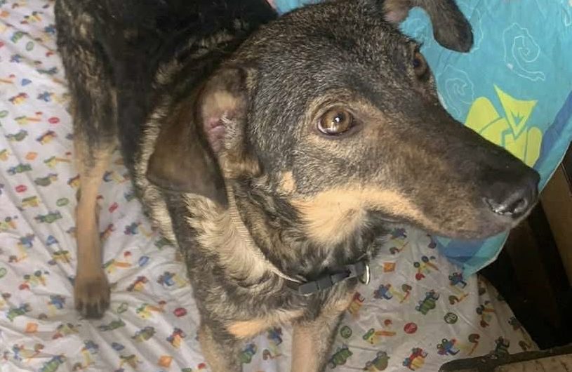 JEFFA à L&rsquo;ADOPTION